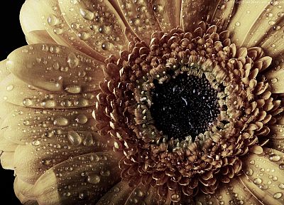 close-up, water drops, macro, sunflowers - random desktop wallpaper