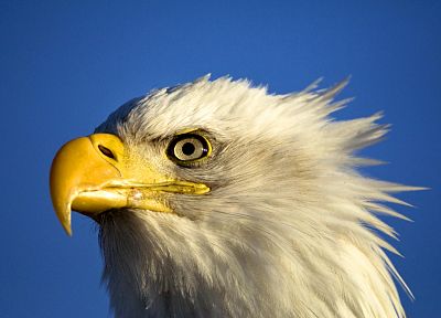 birds, animals, bald eagles - random desktop wallpaper