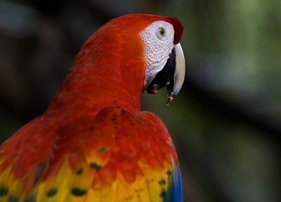 birds, parrots, Scarlet Macaws, Macaw - random desktop wallpaper