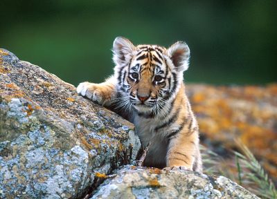 animals, tigers, baby animals - desktop wallpaper