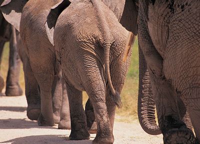 animals, elephants - random desktop wallpaper