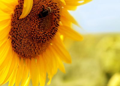 flowers, insects, bees, pollen, sunflowers, yellow flowers - related desktop wallpaper