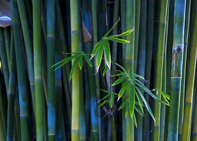 green, nature, trees, Mac, bamboo - random desktop wallpaper