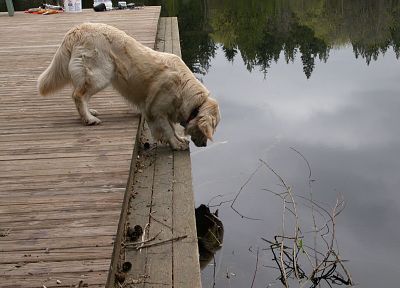 dogs, lakes - desktop wallpaper