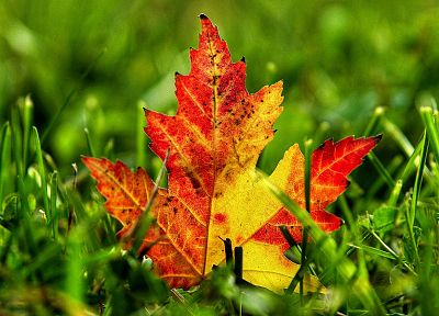 nature, autumn, leaves, grass, depth of field, fallen leaves - desktop wallpaper