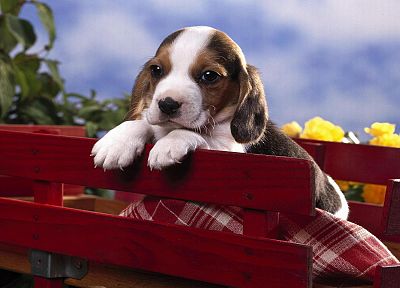 animals, dogs, puppies - duplicate desktop wallpaper