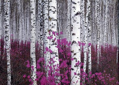 flowers, forests, plants, birch - duplicate desktop wallpaper