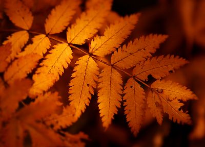 autumn, orange, leaves, macro - desktop wallpaper