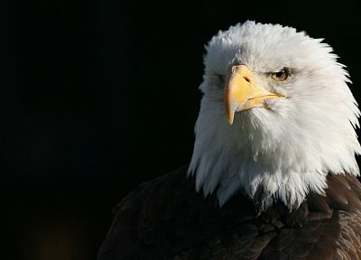 animals, eagles, bald eagles - related desktop wallpaper