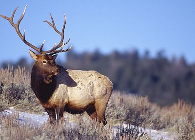 bull, Wyoming, Yellowstone, elk, National Park - random desktop wallpaper