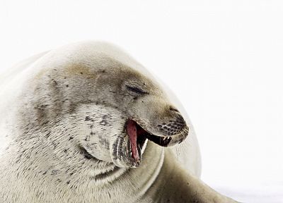 seals, animals - desktop wallpaper