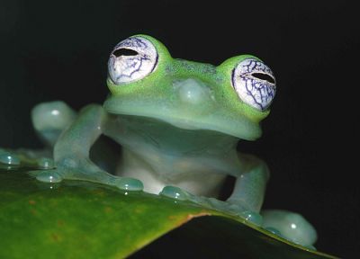 animals, frogs, amphibians - duplicate desktop wallpaper