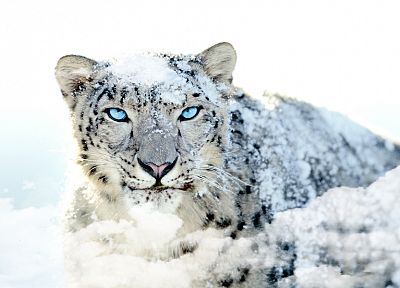 snow leopards - desktop wallpaper
