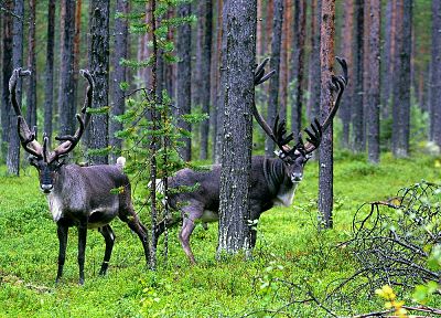 forests, caribou - random desktop wallpaper