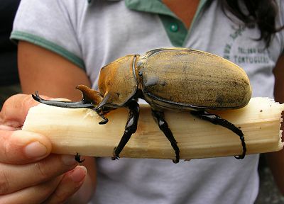 insects, beetles - random desktop wallpaper