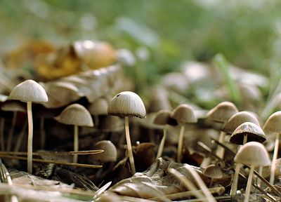 nature, mushrooms - desktop wallpaper