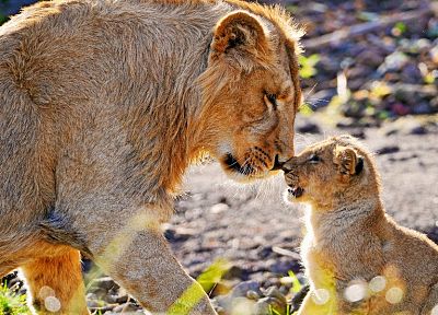 animals, cubs, lions, affection, baby animals - related desktop wallpaper