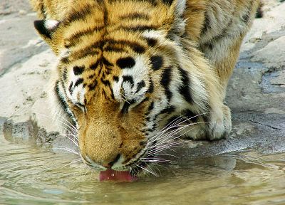 water, animals, tigers - desktop wallpaper