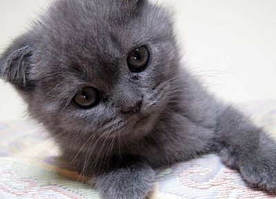cats, animals, kittens - random desktop wallpaper
