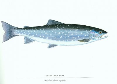 fish, white background, trout - random desktop wallpaper
