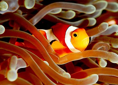 fish, clownfish, underwater - random desktop wallpaper