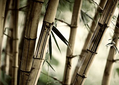 forests, leaves, bamboo, plants - random desktop wallpaper