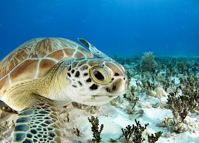 ocean, sea turtles - desktop wallpaper