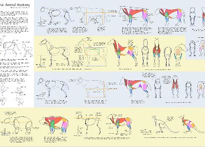 animals, anatomy, artwork, how-tos, tutorials - random desktop wallpaper