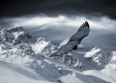 mountains, landscapes, winter, snow, birds, eagles - desktop wallpaper
