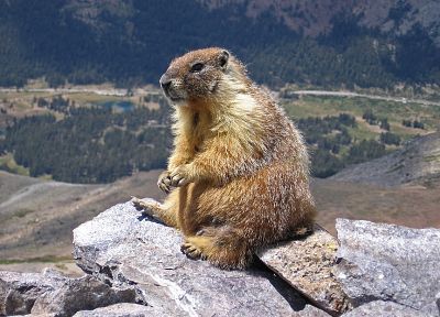 animals, marmots - duplicate desktop wallpaper