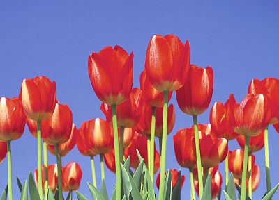 tulips - random desktop wallpaper
