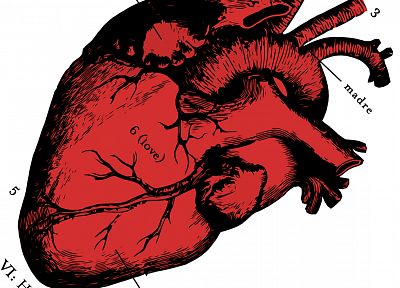 anatomy, hearts - desktop wallpaper