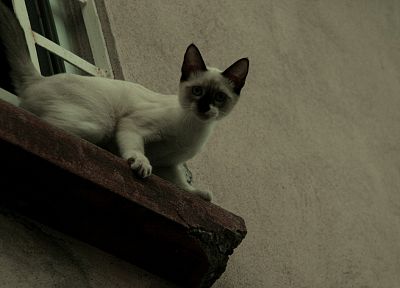 cats, blue eyes, siamese - desktop wallpaper