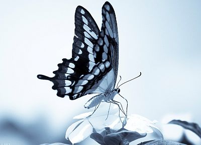 blue, butterflies - desktop wallpaper