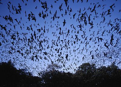 freedom, caves, Texas, Mexican, bats - duplicate desktop wallpaper
