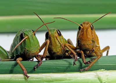 insects, grasshopper - desktop wallpaper