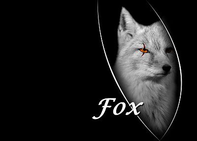 arctic fox, black background, foxes - desktop wallpaper