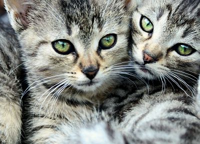 cats, animals, green eyes, kittens - random desktop wallpaper