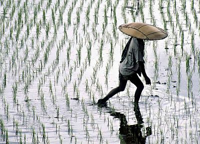 fields, rice, Indonesia, bali - desktop wallpaper