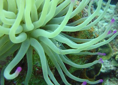 sea anemones, underwater, sealife - random desktop wallpaper