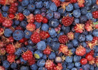 fruits, blueberries - random desktop wallpaper