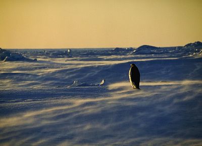 ice, winter, snow, penguins - desktop wallpaper