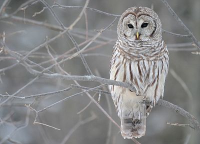 white, cold, owls - desktop wallpaper