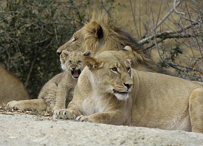 cubs, lions - desktop wallpaper