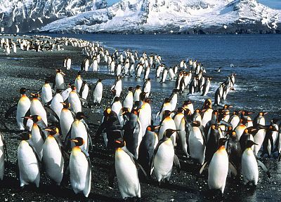 birds, penguins - related desktop wallpaper