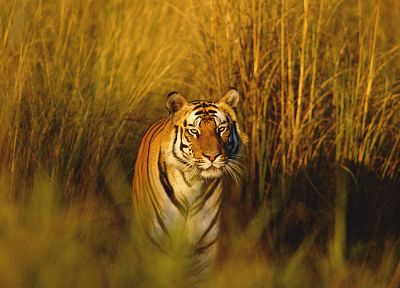 animals, tigers, mammals - desktop wallpaper