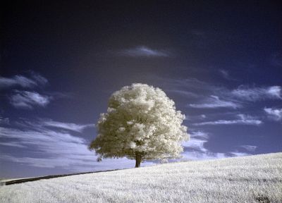 nature, trees, fields, infrared - random desktop wallpaper