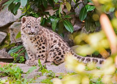 animals, snow leopards, baby animals - desktop wallpaper