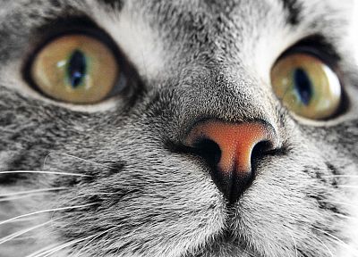 cats, stare - random desktop wallpaper