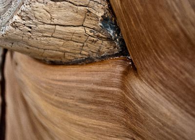 nature, wood - related desktop wallpaper